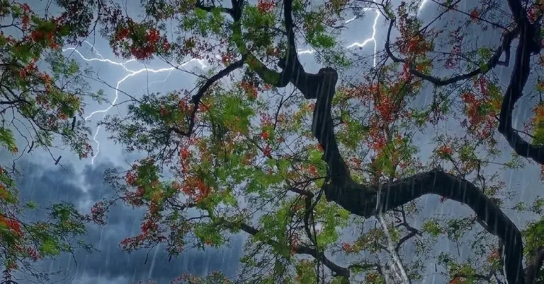 বৃষ্টির ছবি
